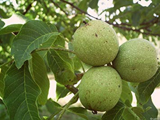 English Walnut Tree - Heart healthy, antioxidant rich natural treats! (2 years old and 3-4 feet tall.)