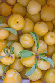 Shiro Plum Tree - One of the heaviest producing plum trees! (2 years old and 3-4 feet tall.)