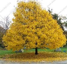 Norway Maple Tree - Very cold hardy maple tree and among the fastest growing! (2 years old and 3-4 feet tall)