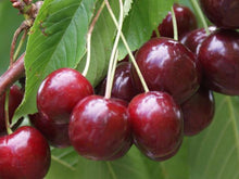 Van Cherry Tree - Among the heaviest producers of sweet cherries! (2 years old and 3-4 feet tall.)