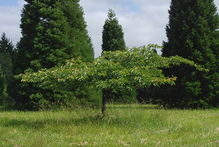 Mt. Fuji Flowering Cherry Tree - Large and graceful pure white cherry blossoms. (2 years old and 3-4 feet tall.)