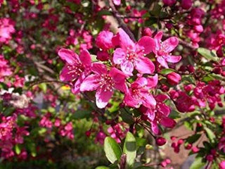 Prairie Fire Crabapple Tree - Uniquely colored magenta blossoms in spring give way to light purple foliage in summer. (2 years old and 3-4 feet tall.)