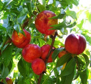 Independence Nectarine Tree - Cold hardy, incredibly flavorful, timeless. (2 years old and 3-4 feet tall)