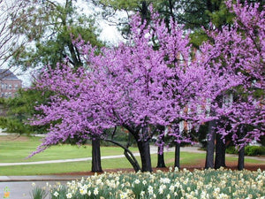 Eastern Redbud Tree - A breathtaking flowering native to North America! (2 years old and 3-4 feet tall.)