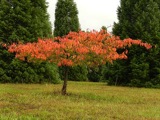 Mt. Fuji Flowering Cherry Tree - Large and graceful pure white cherry blossoms. (2 years old and 3-4 feet tall.)