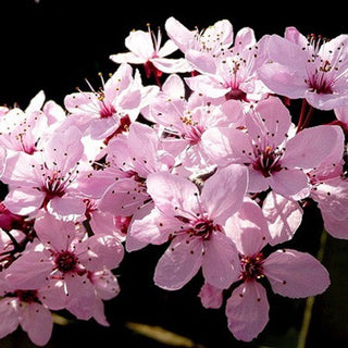 Thundercloud Flowering Plum Tree - Highly fragrant flowers and dark purple leaves! (2 years old and 3-4 feet tall.)