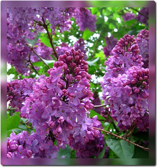 Royal Purple Lilac Flowering Shrub - Highly fragrant, large colorful blossoms, grows to fit available space. (2 years old, 2-3 foot shrub.)
