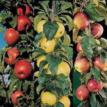 North Pole Limbless Apple Tree - Grows double the fruit of a regular apple tree in half the time! (2 years old and 3-4 feet tall.)