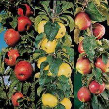 Dorsett Golden Apple Tree | The Dorsett Golden Apple Tree is a  self-pollinating dwarf tree that grows up to 10 feet tall. It thrives in  zones 5-9 and