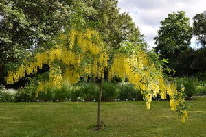 Golden Chain Tree - Weeping yellow blossoms measure over one foot long! (2 years old and 3-4 feet tall.)