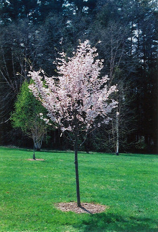 Autumnalis Cherry Blossom Tree - Blooms rose-pink twice a year in spring and autumn! (Bare-Root, 2 years old and 3-4 feet tall)