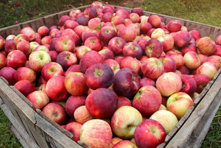 Semi-Dwarf Cortland Apple Tree - One of the slowest to brown after slicing! (2 years old and 3-4 feet tall.)