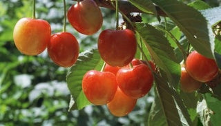 Royal Ann Cherry Tree - Up to 50 pounds of sweet blonde cherries in a season! (2 years old and 3-4 feet tall)