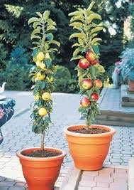 North Pole Limbless Apple Tree - Grows double the fruit of a regular apple tree in half the time! (2 years old and 3-4 feet tall.)