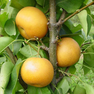 Dwarf Chojuro Asian Pear Tree - Humongous butterscotch flavored fruit! (2 years old and 3-4 feet tall.)