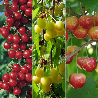 3-in-1 Cherry Jubilee Tree - Different cherry varieties grow on each of the 3 limbs! (2 years old and 3-4 feet tall.)