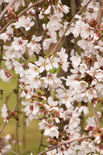 Snow Fountain Weeping Cherry Tree - Pure white blossoms flow like a fountain! (2 years old and 4 feet tall.)