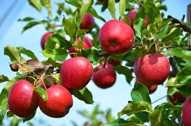 Winesap Apple Tree - Brightly colored, all purpose apple with rich flavor and history!  (Bare-Root, 3-4 feet tall, 2 years old)
