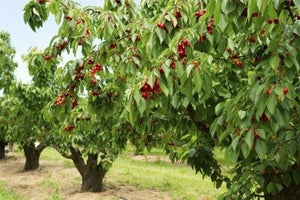 Dwarf Bing Cherry Tree - Grow the worlds favorite sweet cherry, right at home! (2 years old and 3-4 feet tall)