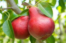 Dwarf Red Bartlett Pear Tree - Bright red, sweeter, juicier, and improved Bartlett! (2 years old and 3-4 feet tall.)
