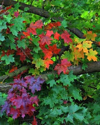 Sugar Maple Tree - Fast-growing native with bright fall color! (2 years old and 3-4 feet tall.)