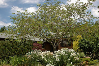 Accolade Cherry Blossom Tree - Translucent seashell shaped blossoms. (2 years old and 3-4 feet tall.)