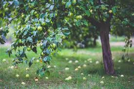 Dwarf Granny Smith Apple Tree -  A true culinary delight for fresh eating, baking, and cooking! (2 years old and 3-4 feet tall.)