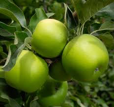 Dwarf Granny Smith Apple Tree -  A true culinary delight for fresh eating, baking, and cooking! (2 years old and 3-4 feet tall.)