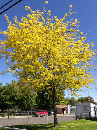 Honeylocust Tree - Perfect native tree for a natural barrier. (2 years old and 3-4 feet tall.)