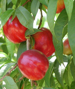 Flavortop Nectarine Tree - Top ranked nectarine flavor! (2 years old and 3-4 feet tall.)