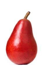 Dwarf Red Bartlett Pear Tree - Bright red, sweeter, juicier, and improved Bartlett! (2 years old and 3-4 feet tall.)