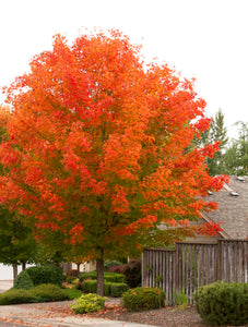 October Glory Maple Tree - Best and brightest Maple for warm climates! (2 years old and 3-4 feet tall.)