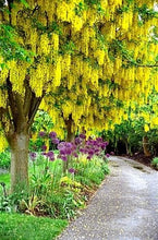 Golden Chain Tree - Weeping yellow blossoms measure over one foot long! (2 years old and 3-4 feet tall.)