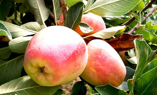 Dwarf Beverly Hills Apple Tree - Grows in warm climates like California and Florida! (2 years old and 3-4 feet tall.)