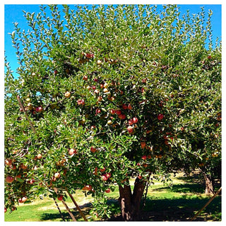 Winesap Apple Tree - Brightly colored, all purpose apple with rich flavor and history!  (Bare-Root, 3-4 feet tall, 2 years old)