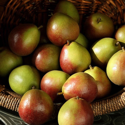 Dwarf Bosc Pear Tree - Cinnamon brown pears are some of the