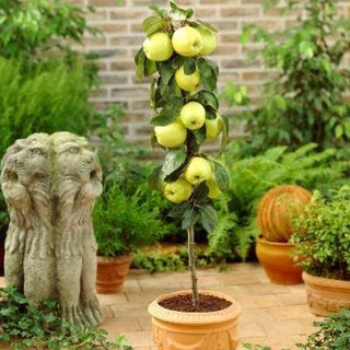 Golden Sentinel Limbless Apple Tree - Grows double the fruit of a regular apple tree in half the time! (2 years old and 2-3 feet tall.)