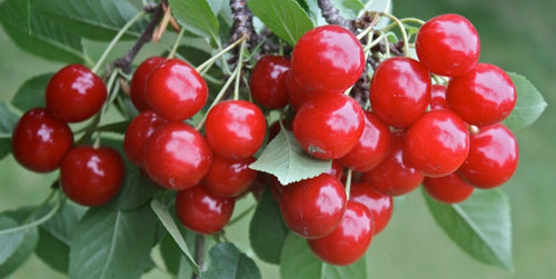 Montmorency Pie Cherry Tree - Worlds most popular pie cherry! (2 years old and 3-4 feet tall.)