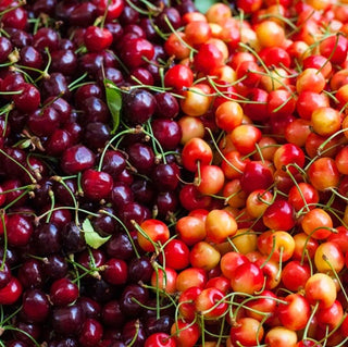 Double-Cherry Twist Tree - 2 varieties of cherries growing on 1 tree! (2 years old and 3-4 feet tall.)
