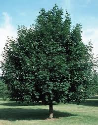 Norway Maple Tree - Very cold hardy maple tree and among the fastest growing! (2 years old and 3-4 feet tall)