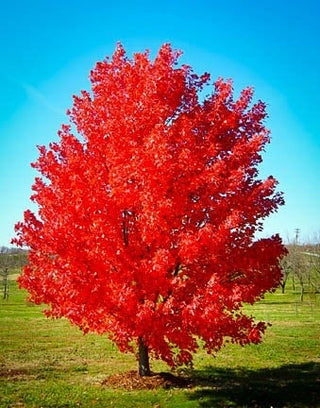 October Glory Maple Tree - Best and brightest Maple for warm climates! (2 years old and 3-4 feet tall.)