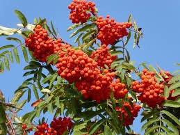 European Mountain Ash Tree (Rowan) - Bright orange berries grow in huge clusters!