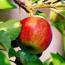 Prairie Spy Apple Tree - Cold hardy and autumn-ripening. (2 years old and 3-4 feet tall)