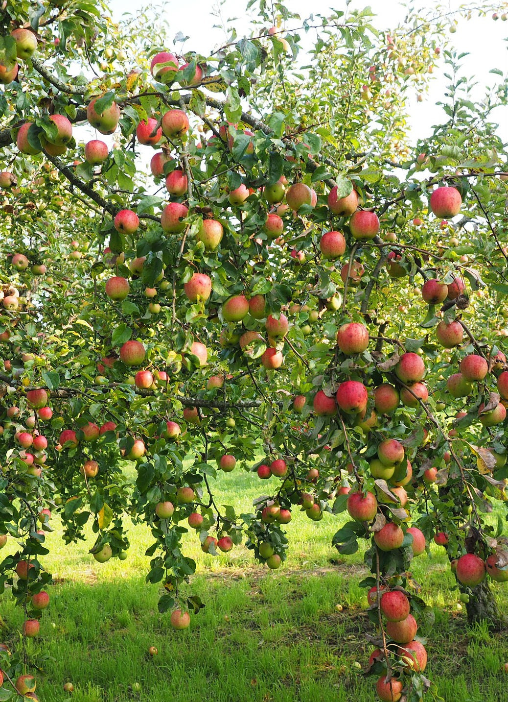 Lowe's 3.8-Gallon Cortland Apple Tree (L6120) - Summer to Fall