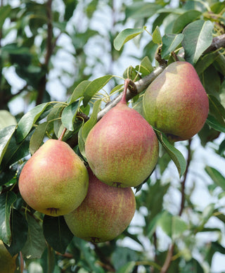 Dwarf Seckel Sugar Pear Tree - Smallest sweet pear grown today, perfectly snack-sized! (2 years old and 3-4 feet tall.)