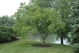English Walnut Tree - Heart healthy, antioxidant rich natural treats! (2 years old and 3-4 feet tall.)