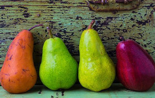 4-in-1 Pear Jubilee Tree - Different pear varieties grow on each limb! (2 years old and 3-4 feet tall.)