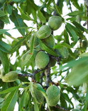 All-in-One Almond Tree - Cold hardy, great flavor, easy growing. (2 years old and 3-4 feet tall.)
