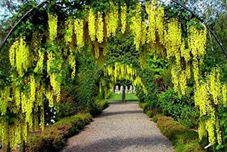 Golden Chain Tree - Weeping yellow blossoms measure over one foot long! (2 years old and 3-4 feet tall.)