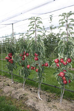 Scarlet Sentinel Limbless Apple Tree - Grows double the fruit of a regular apple tree in half the time! (2 years old and 3-4 feet tall)